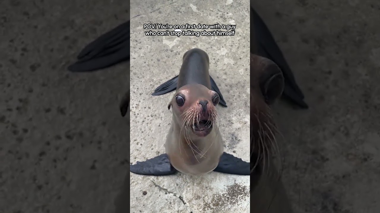 Chatty Sea Lion Says Hello To Cameraman