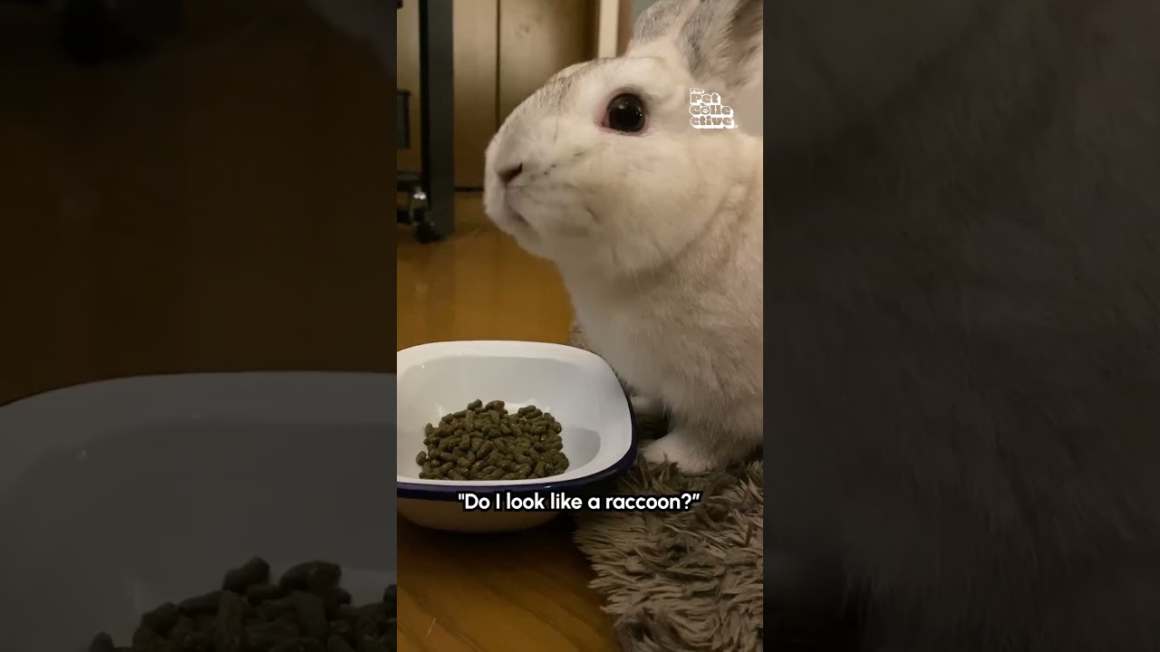 Spoiled & Picky Eaters! 🤣 They know what they want to eat & it's NOT kibble!