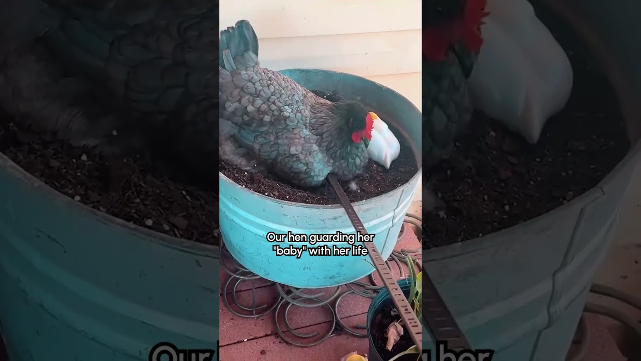 Confused Hen Roosts on Ceramic Duck