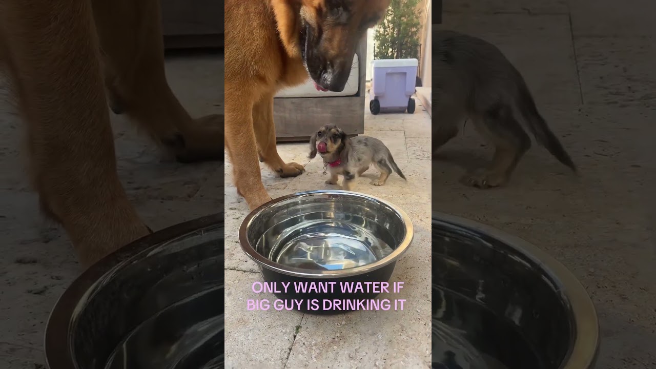 Dachshund Puppy Attempts to Drink From German Shepherd's Water Bowl
