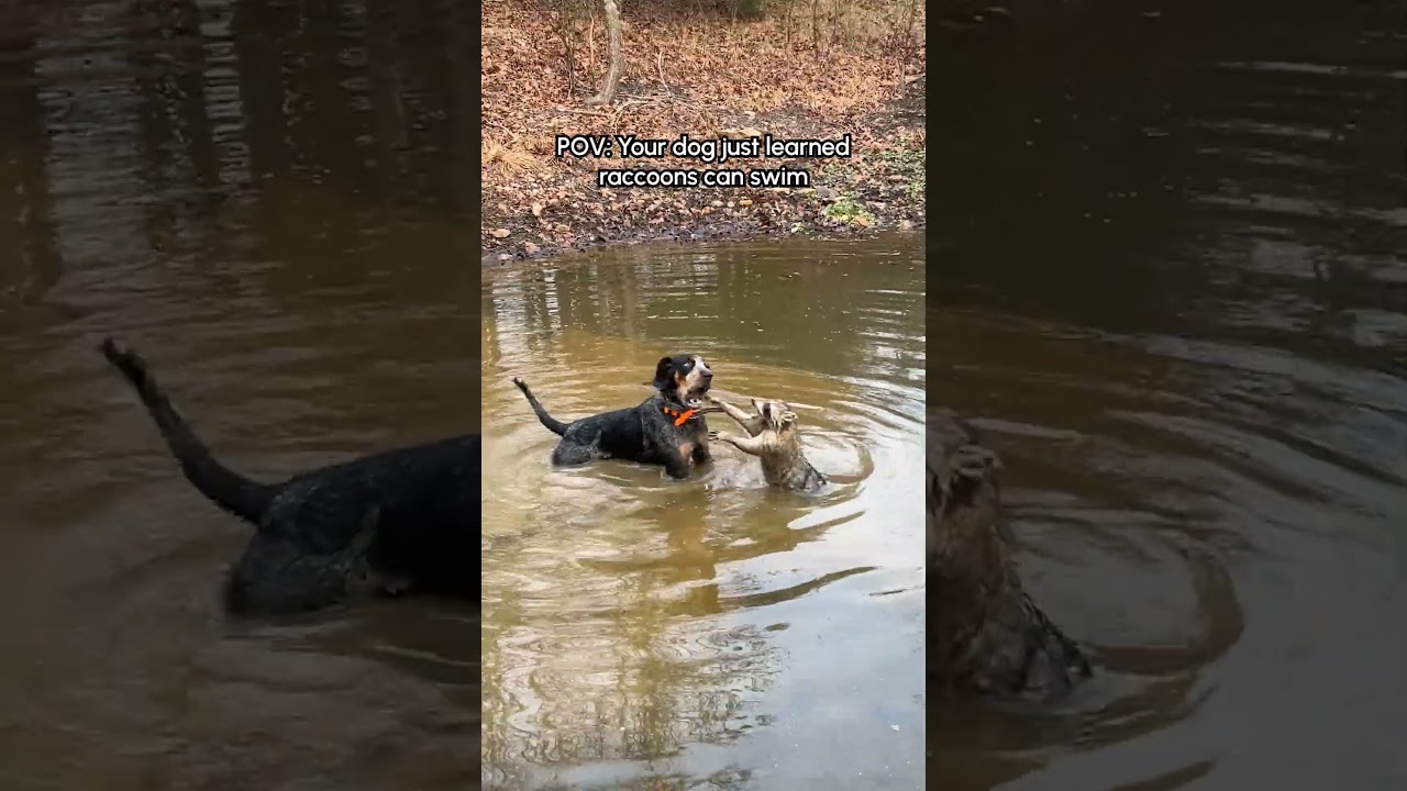 Dog Has Hilarious Encounter With Raccoon
