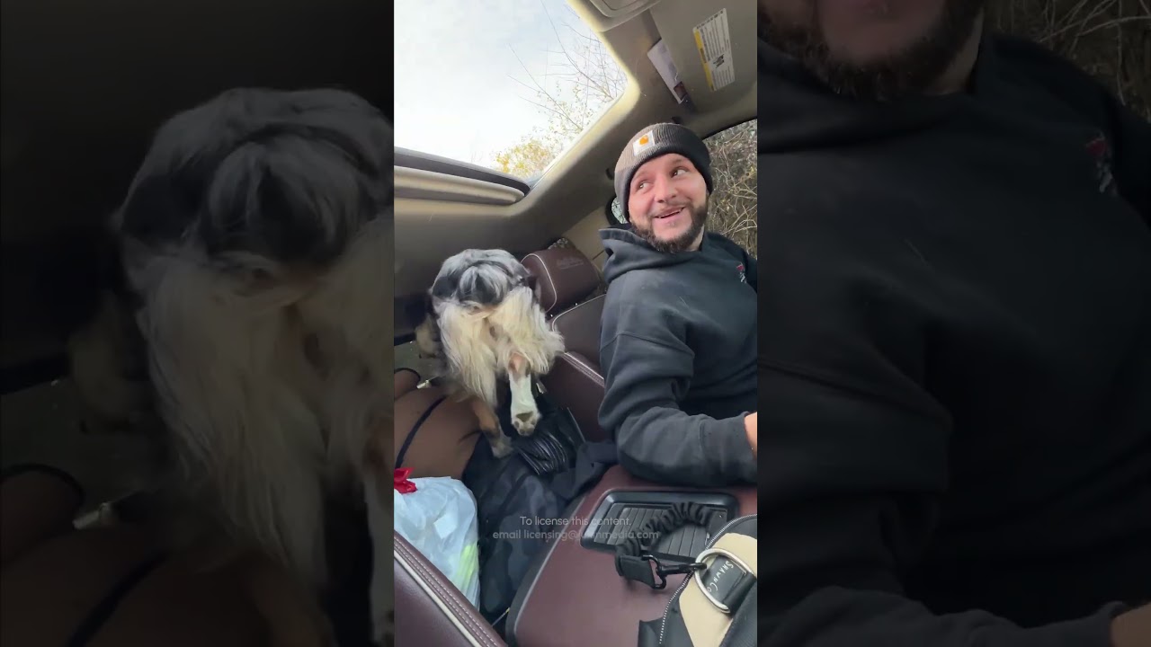 Dog Jumps Into Truck Through Sunroof!