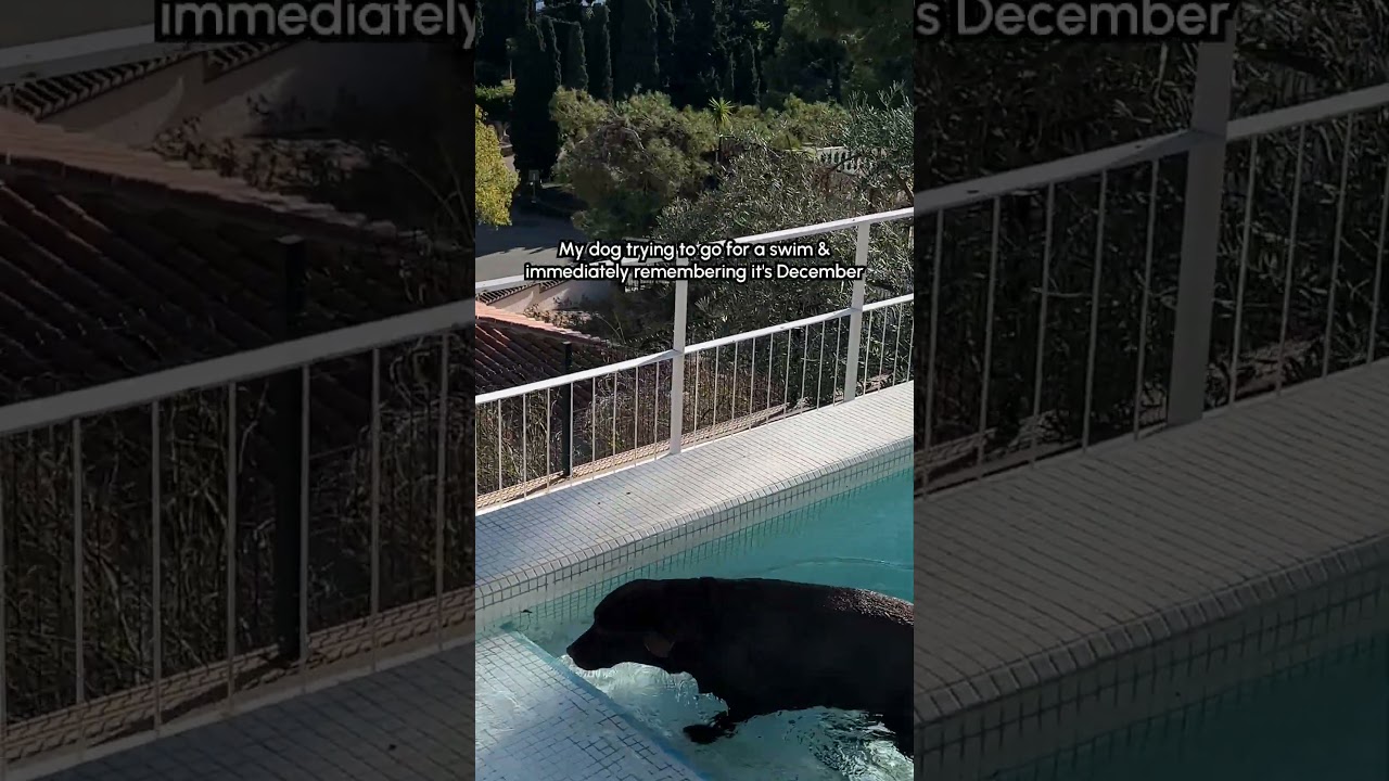 Dog Tries Out Cold Plunge, Hates it.