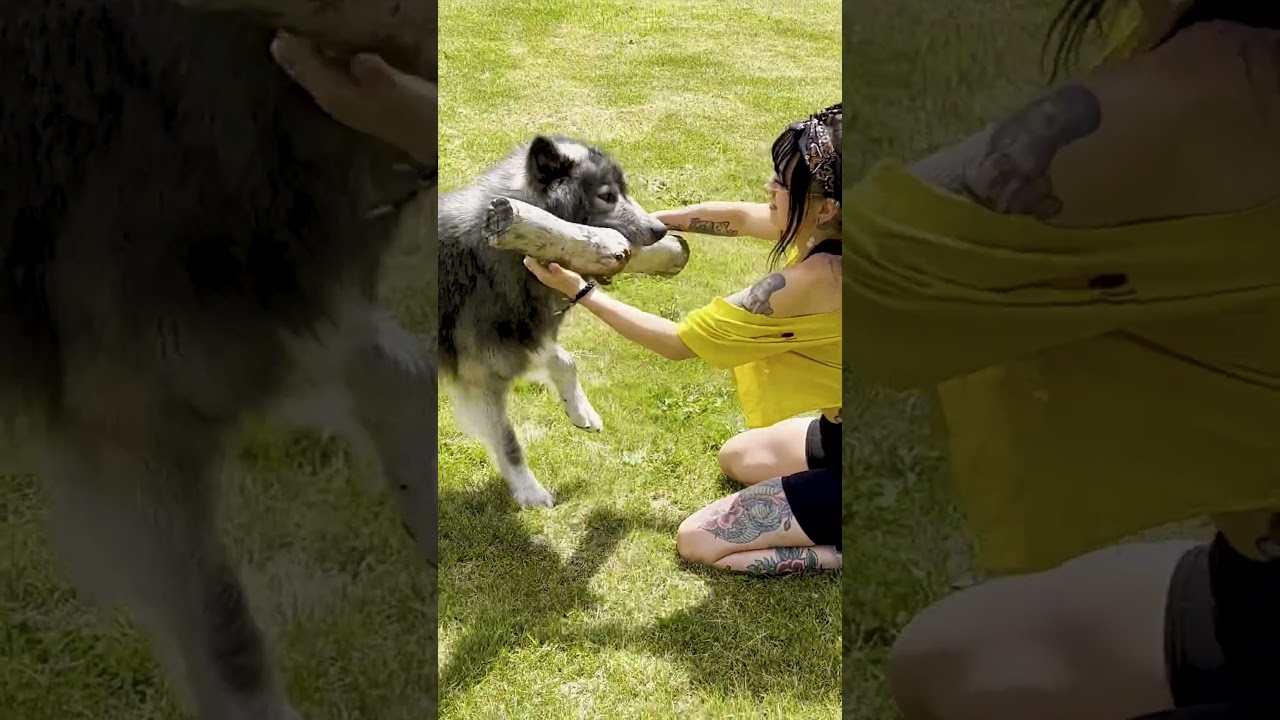 Dog Won't Let Mom Take His Big Stick