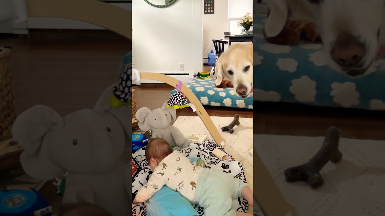 "What sorcery is this?!" - this dog #Dog #GoldenRetriever #Funny #BabyToys #puppiesandkids