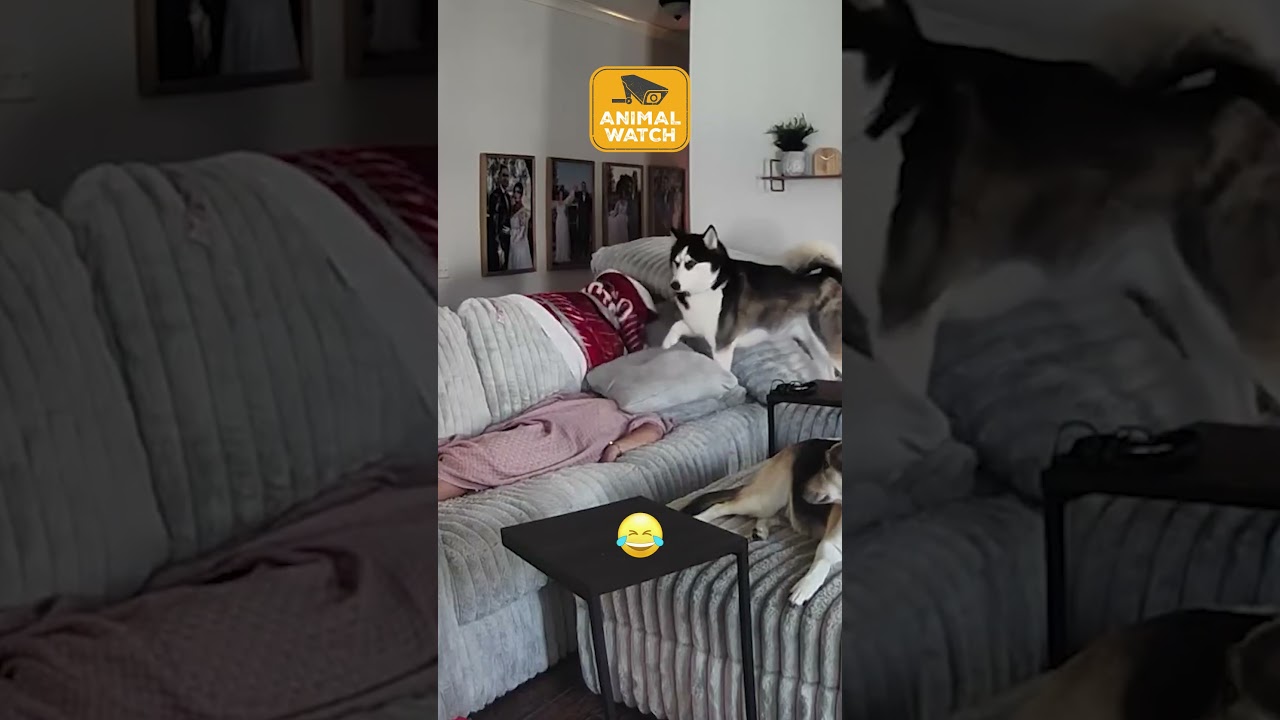 Four Legged Friends Are The Worst Roommates