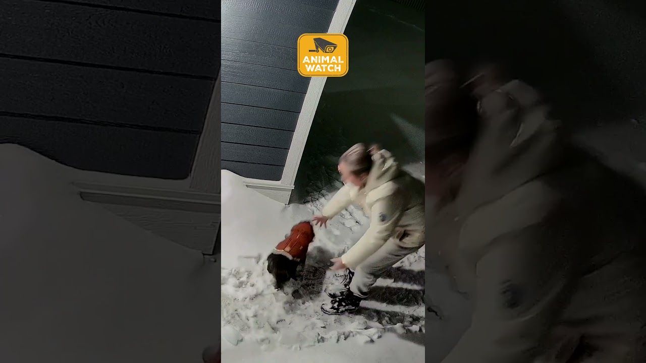 Funniest Animals Videos You've Seen All Year | Caught On Camera