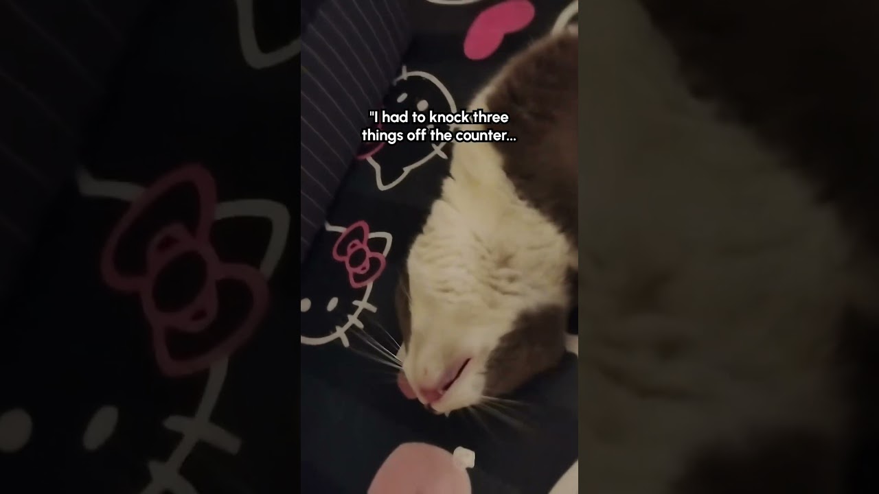 Funny Cat Vents About Her Day