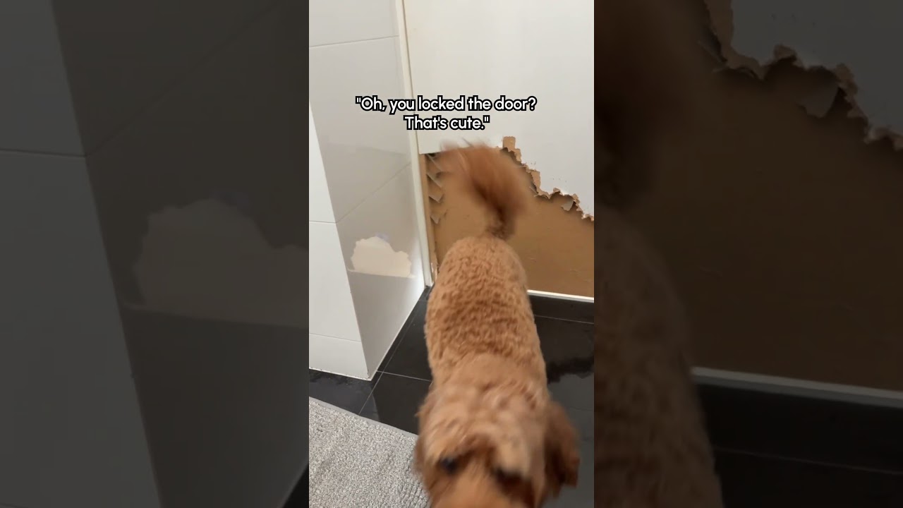 Funny Puppy Chews Through Bathroom Door To Get To Person