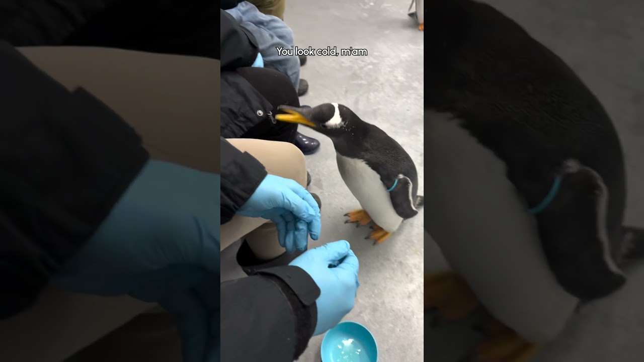 Hanging Out With Penguins Having Lunch!