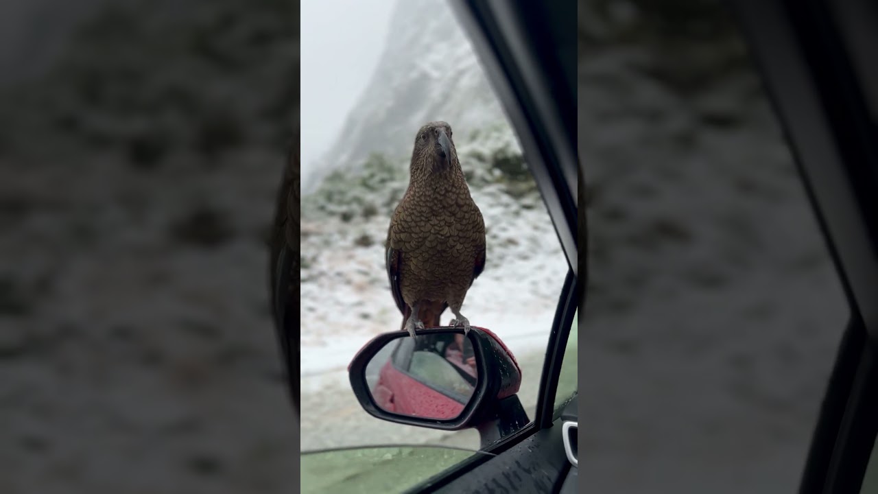 Hilarious Kea Bird Pulls Driver Over 😂