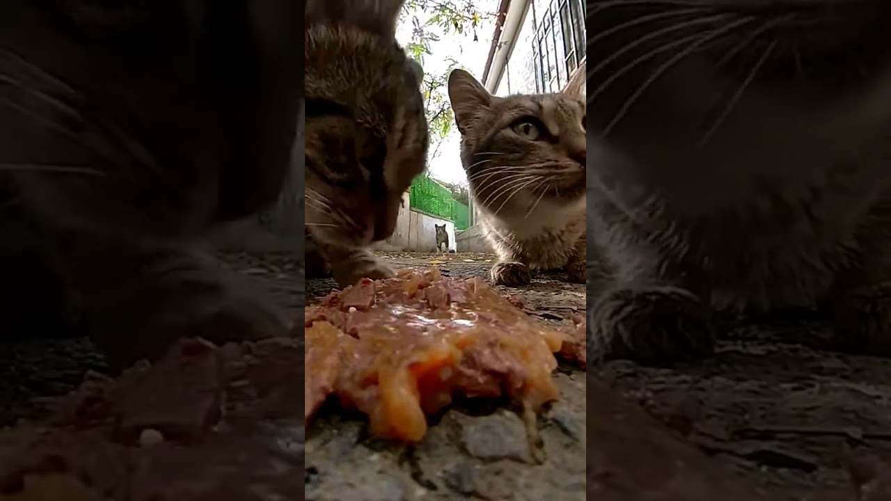 hungry stray cats 😋