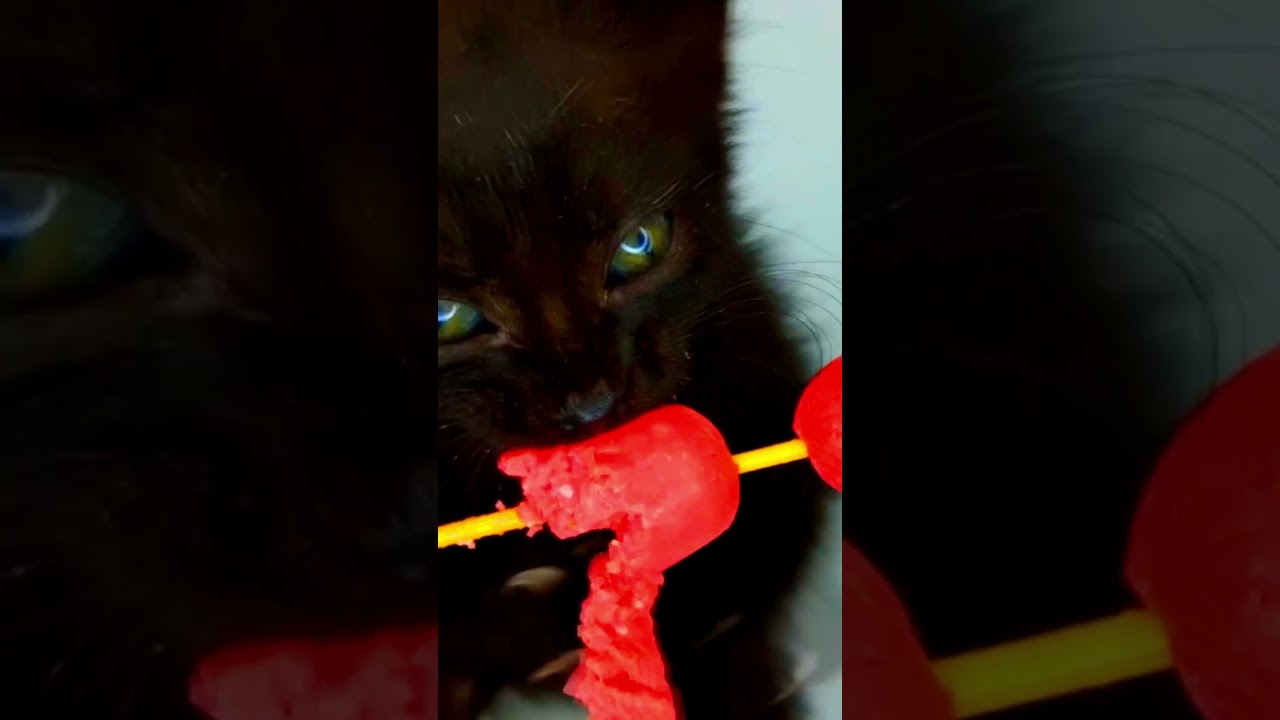 kitten asmr 🐈‍⬛🌭 #kitten #asmr #cute