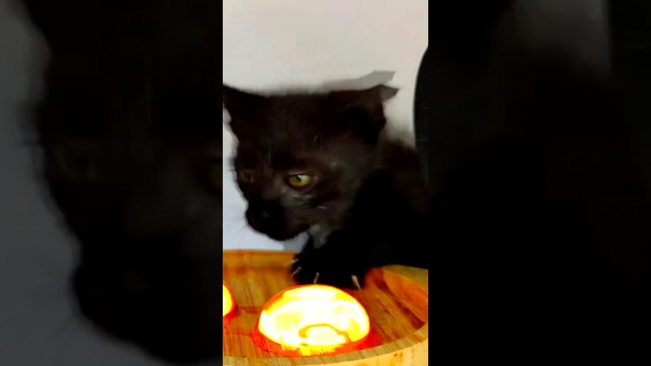 Kitten ASMR 🔥