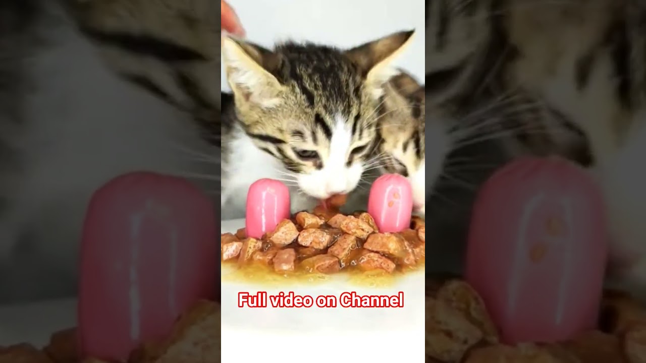 kittens ASMR 🌭 #shorts