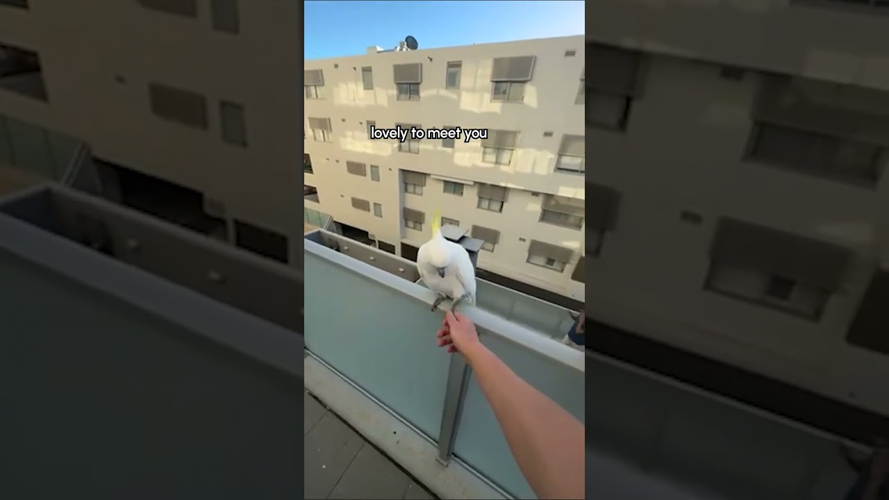 Man Tries To Shake Hands With A Bunch Of Cockatoos #Birds #Funny