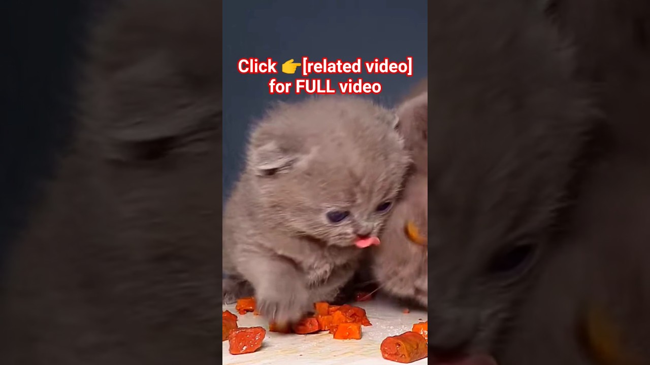 Mom and Kitten ASMR 🐈