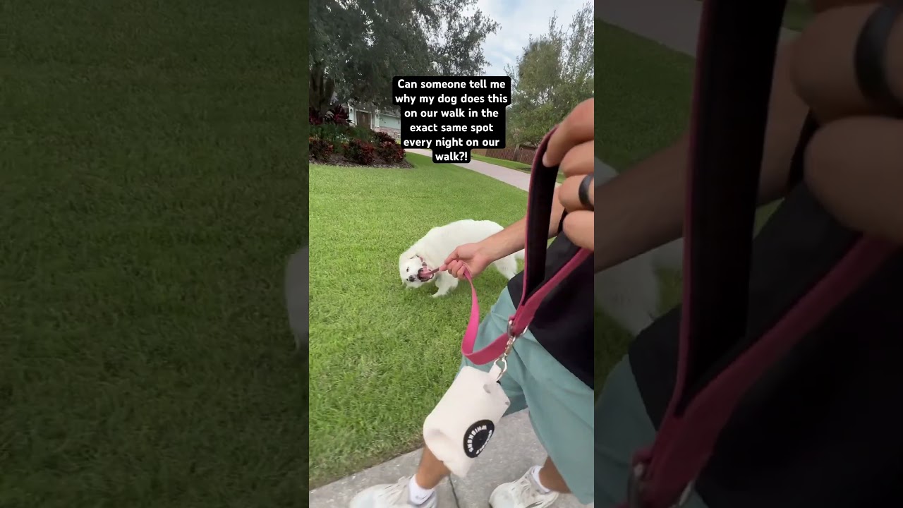 My Dog Has This Weird Nightly Ritual....