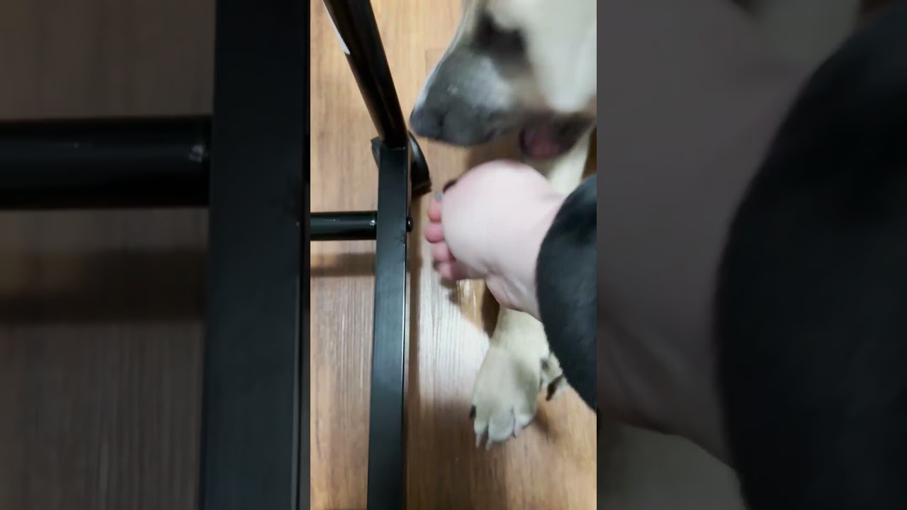 My Dog Makes It IMPOSSIBLE To Build Furniture