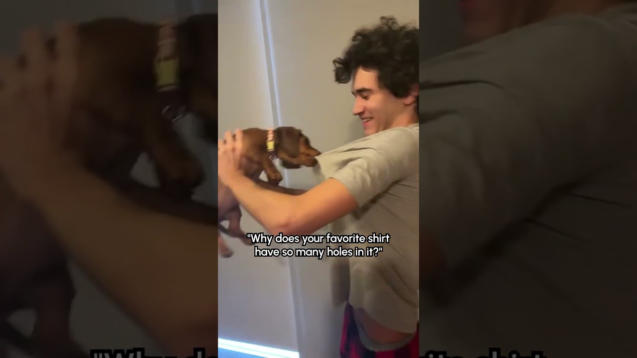 Why Does My Dachshund Puppy Want My Shirt So Bad 😭 #Puppy #Dachshund #DogDad #Fail