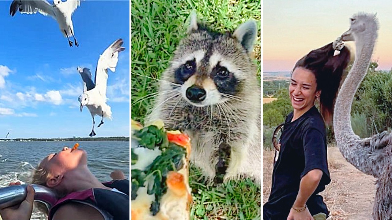 New Year, New FUNNY Videos | BEST Animal Compilation for 2026