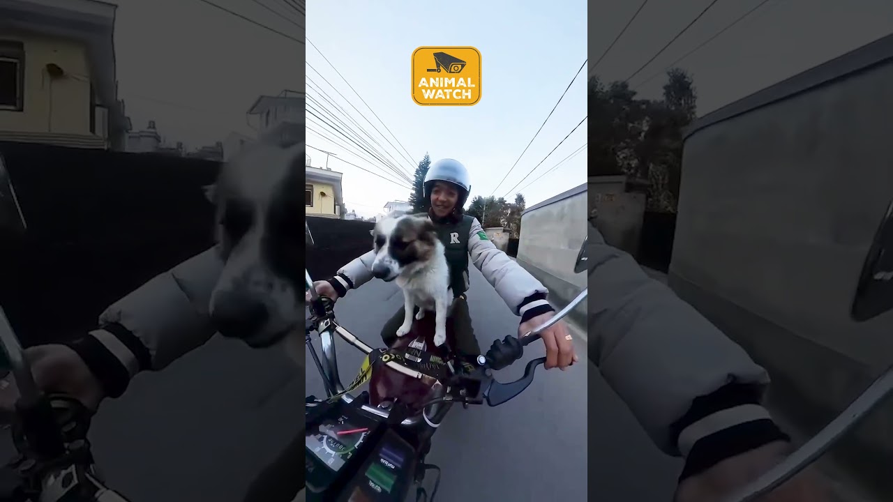 Party Animals Caught On Camera