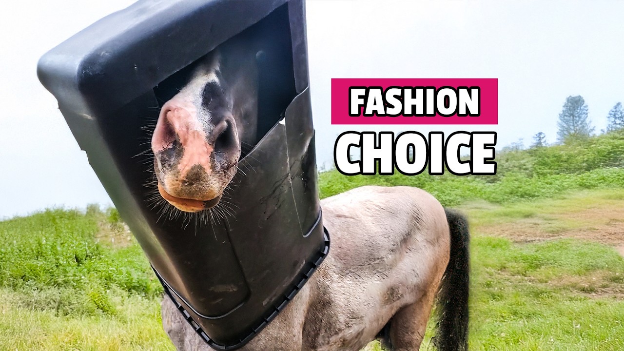 Pets With ZERO Survival Instincts | Hilarious Pet Shorts