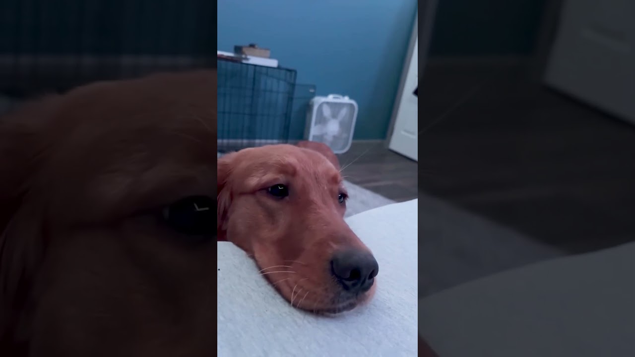 POV: your the ball while playing hungry hungry hippos #dog #funnydog