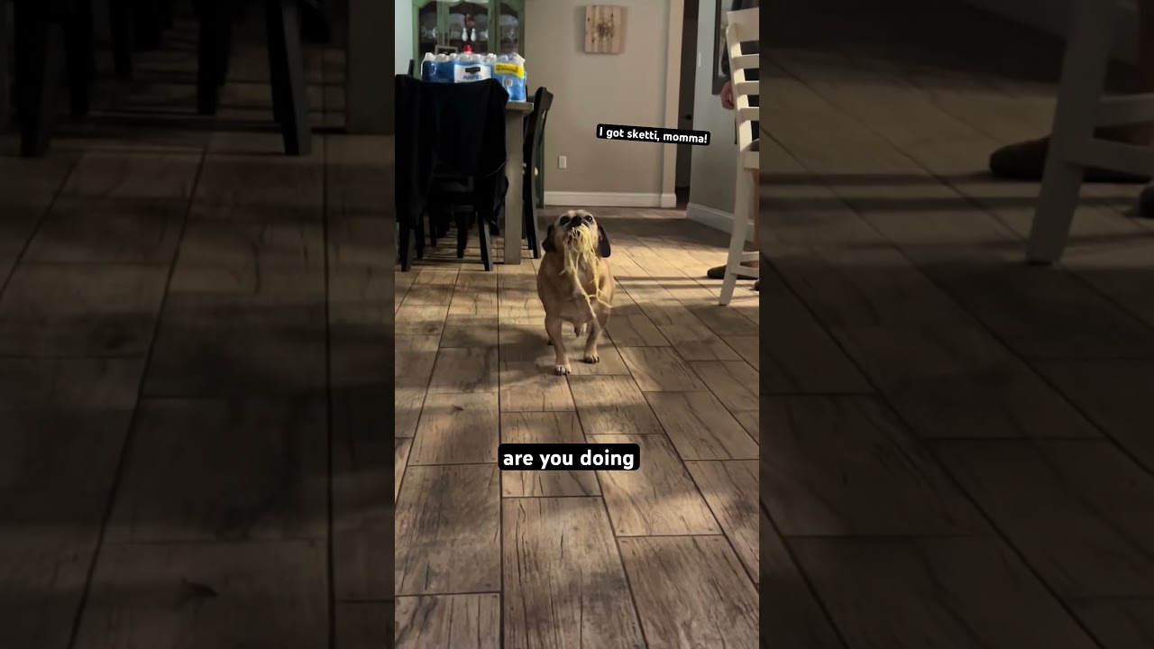 Pug Trots Around House With Stolen Spaghetti