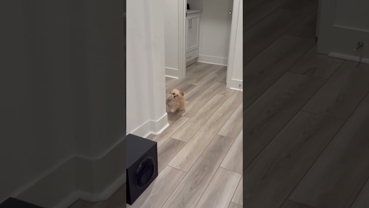 Adorable Pup Thinks Human Is Teleporting When She Goes Down Stairs 😂