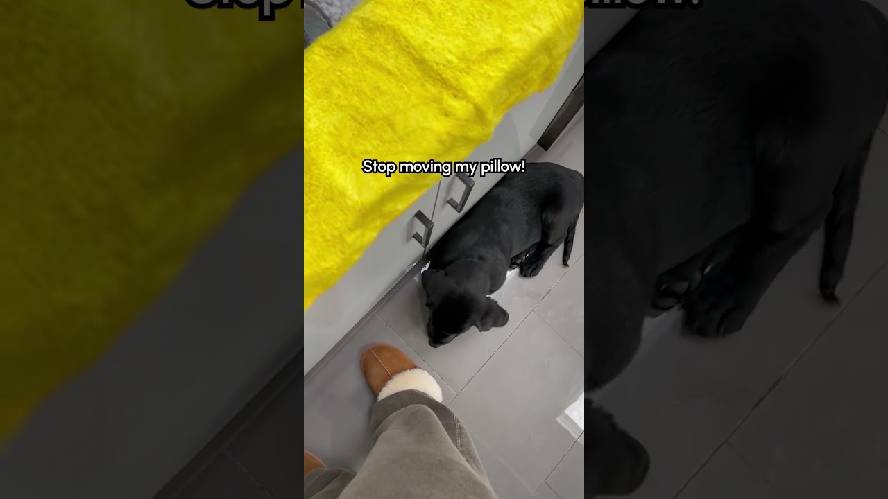 Black Lab Puppy Doesn't Believe In Personal Space 😂 #Dog #Puppy #Labrador