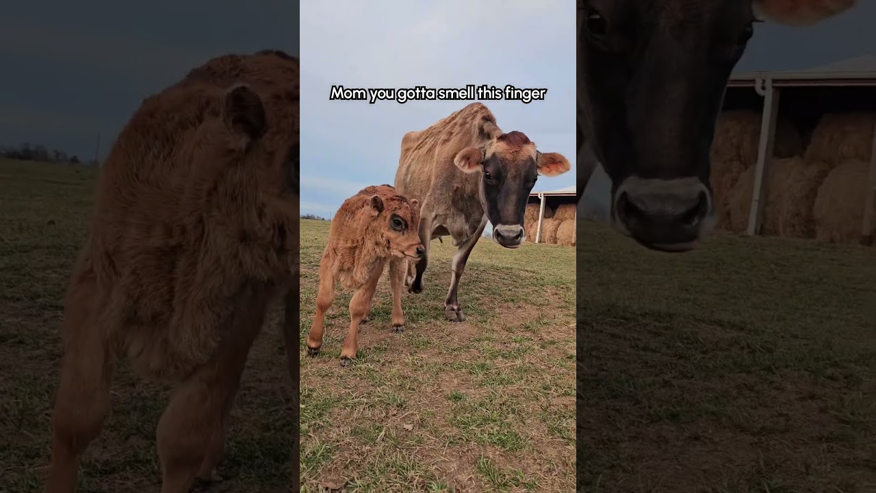 Sassy Baby Cow Talks Back!