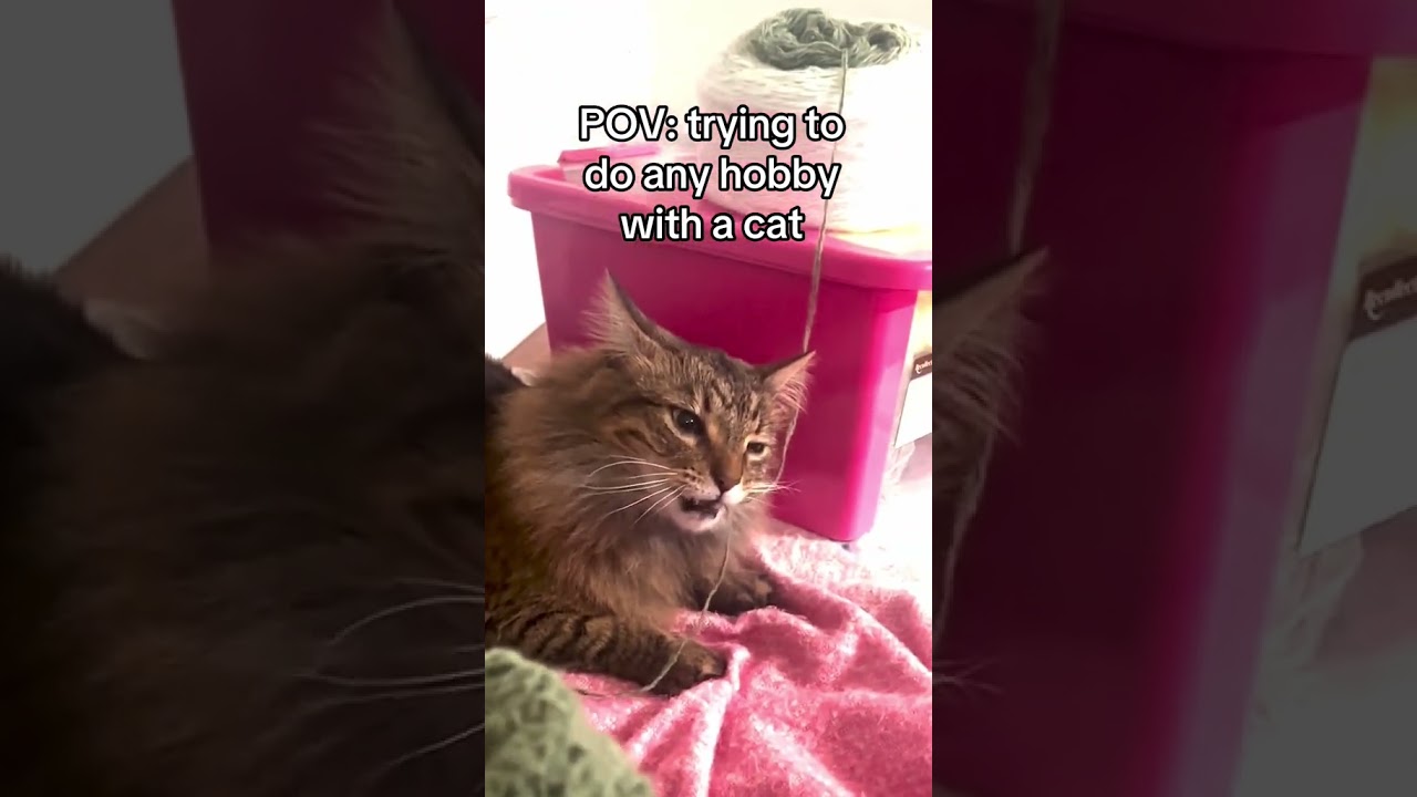 No thoughts behind those eyes…only yarn 🙄😂 #Cats #Knitting #FunnyCatVideos