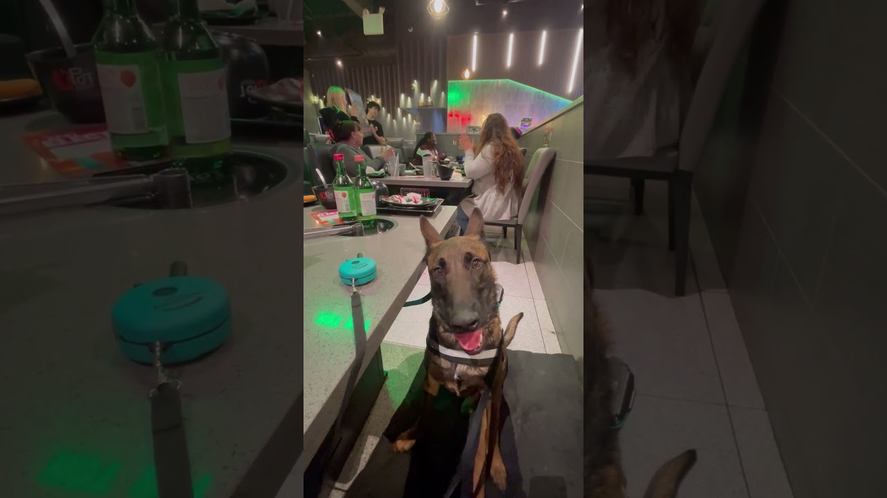 Service Dog In Training Has Adorable Reaction To Birthday Party