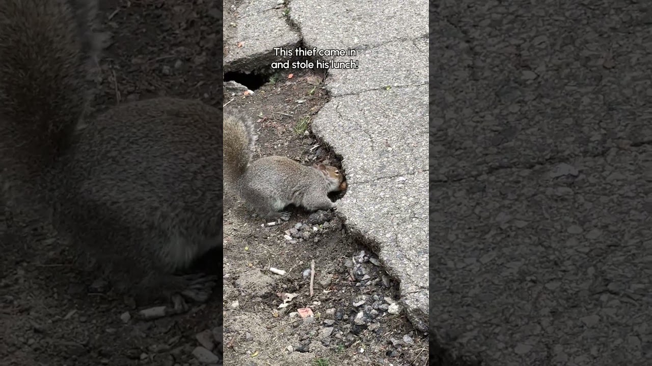 Sneaky Squirrel Steals Nuts Hidden By Another Squirrel