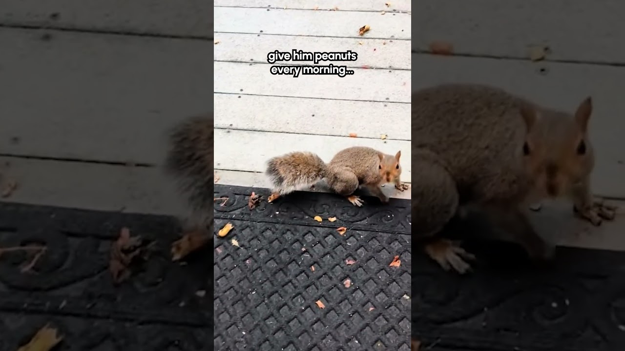 Squirrel Stops By My Porch Every Morning For A Peanut