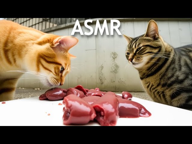Stray Cats Eating Raw Food ASMR