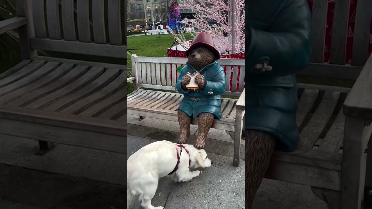 Cute Dog Wants To Eat Paddington's Sandwich 🥹🥪 #Dogs #Paddington #London