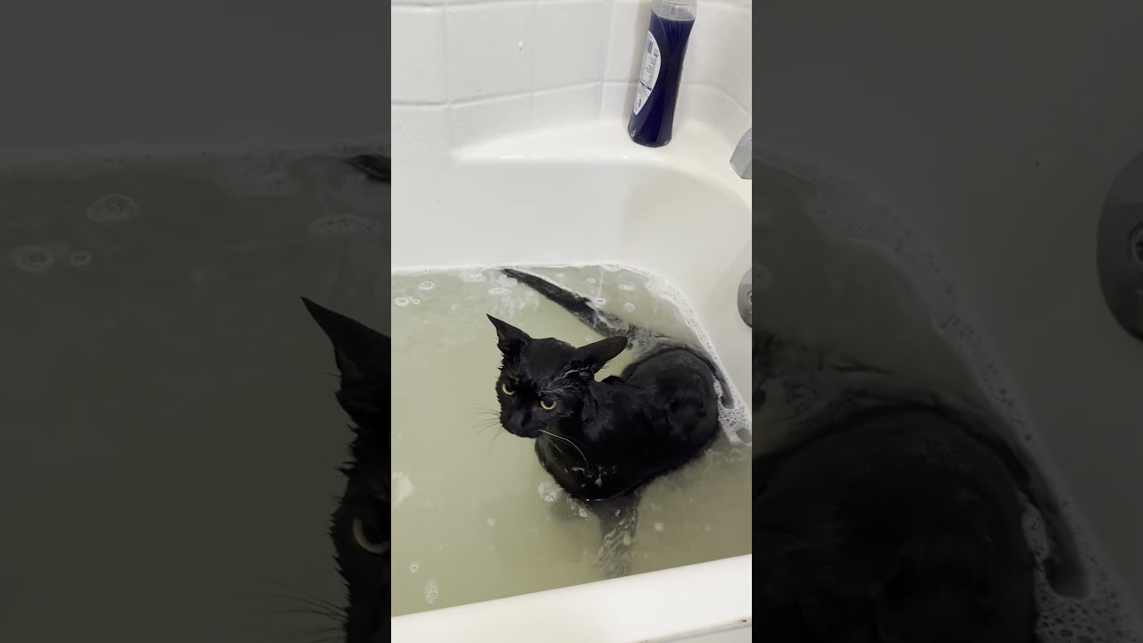 This messy kitten loves playing in the bath #Cats #BlackCat #CuteCat