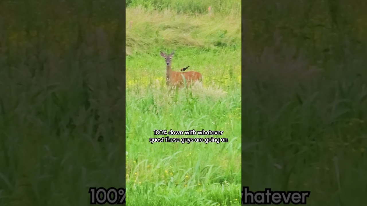 Tiny Bird Rides On The Back Of A Deer