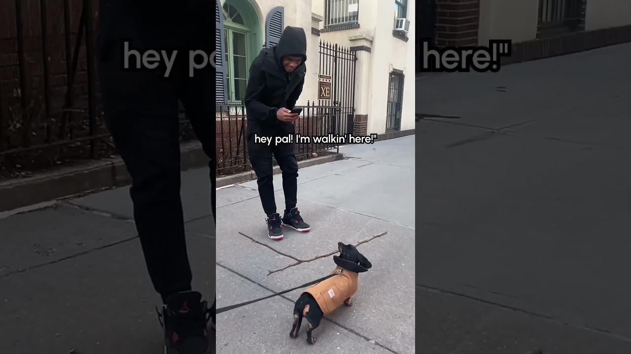 Tiny Dachshund Gets Compliments On The Big Stick He Found!