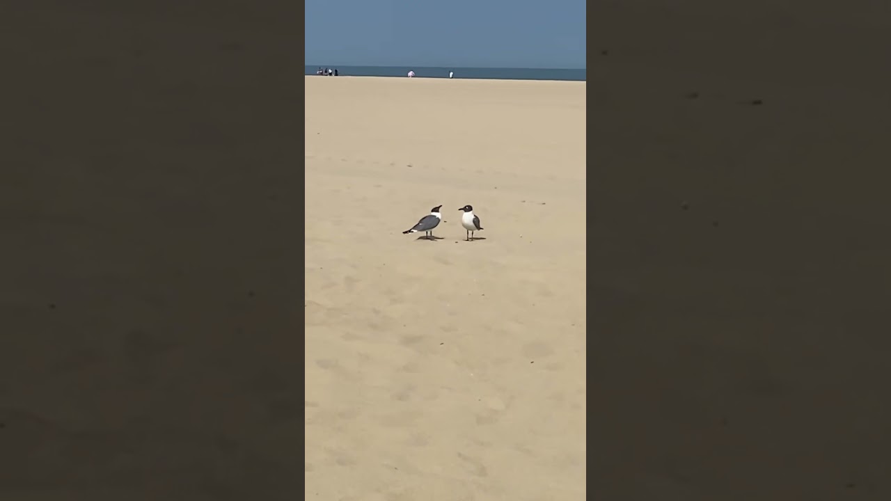 Two Seagulls Hilariously Talk On Beach!