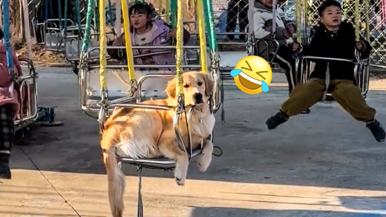 We Don't Deserve Golden Retrievers | FUNNIEST Dog Shorts