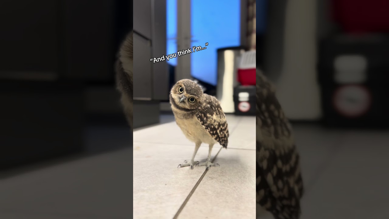 Hoo! Happy Superb Owl Sunday to all who celebrate!! 🎉🦉 #Superbowl #WWDITS #Funny #Owl