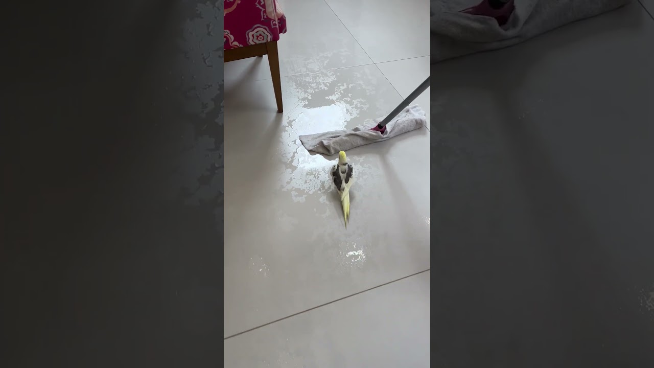 Adorable Bird Hitches Ride On Mop!