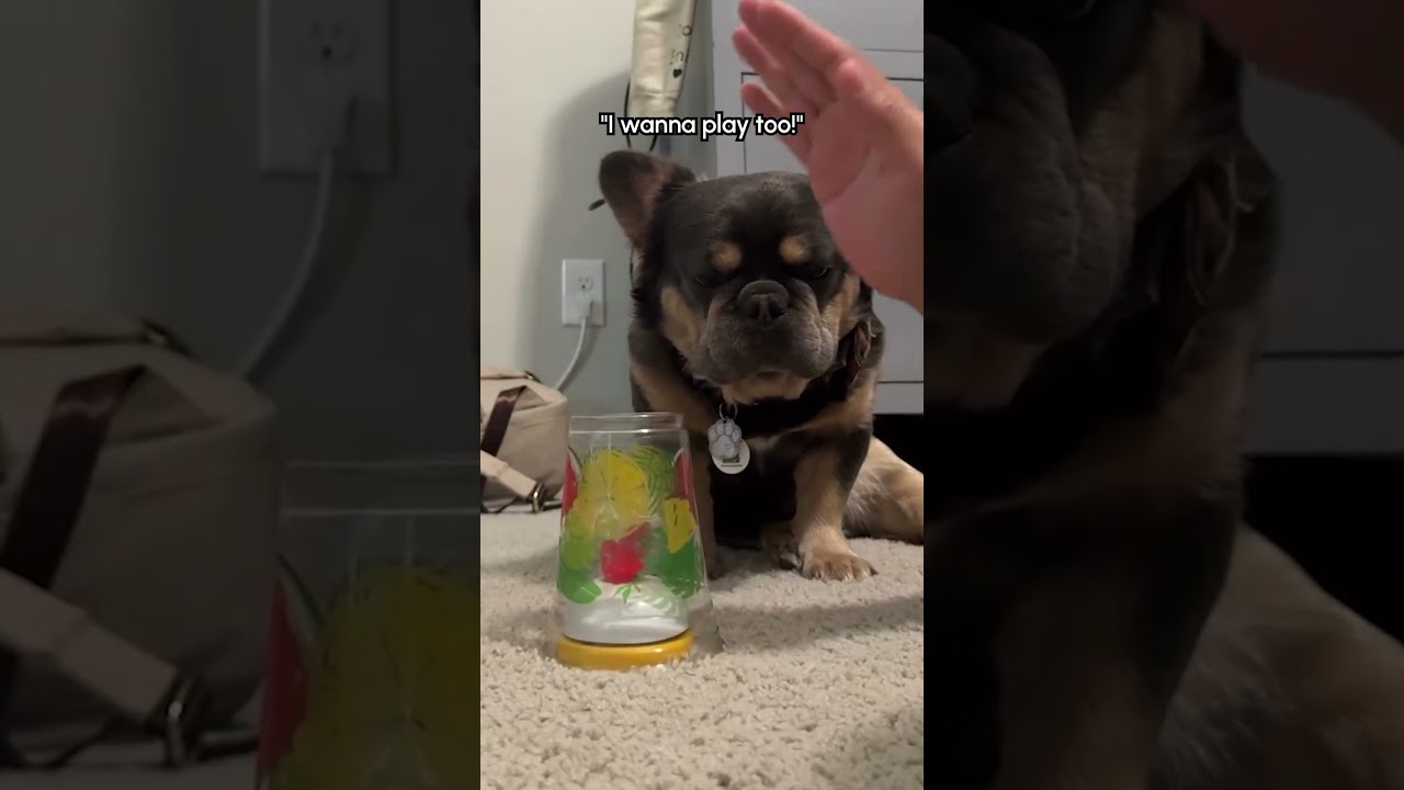 Adorable Frenchie Wanted To Join Parent's Game So Bad!