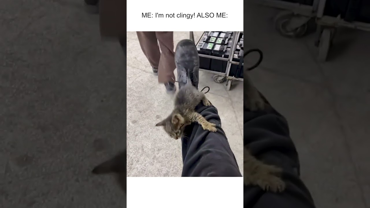 Adorable Kittens Cling To Man's Leg's As He Walks