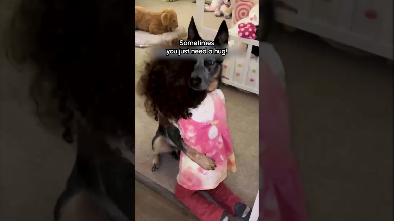 Affectionate Cattle Dog Gives Sweetest Hug!