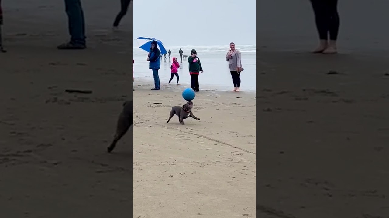 Animal Tricks VS. Animal Fails 🤣💥