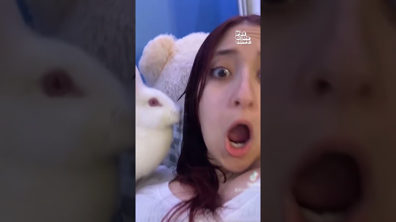 Bunnies! The Real Stars Of The Super Bowl!